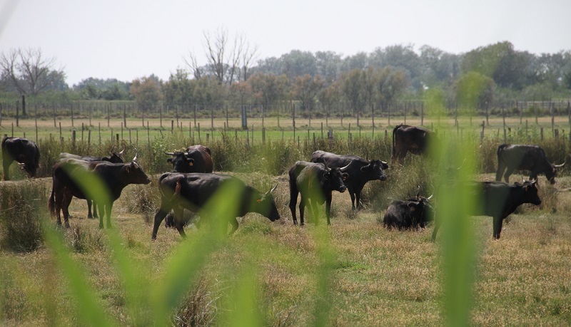 Ein weiteres Merkmal der Region sind die weißen Camargue-Pferde und die schwarzen Stiere, die hier in freier Wildbahn beobachtet werden können. (#03)