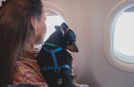 Airlines lockern Bestimmungen für entspanntes Reisen mit Haustieren (Foto: AdobeStock - tsuguliev - 567842492)