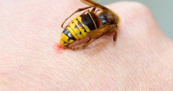 Feuchter Spätsommer steigert Mückenaktivität und belastet Praxen mit (Foto: AdobeStock - n Jürgen Fälchle - 72012651)
