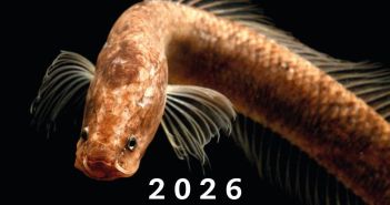 Fotokalender One of a Kind verbindet Logistik mit (Foto: Senckenberg)